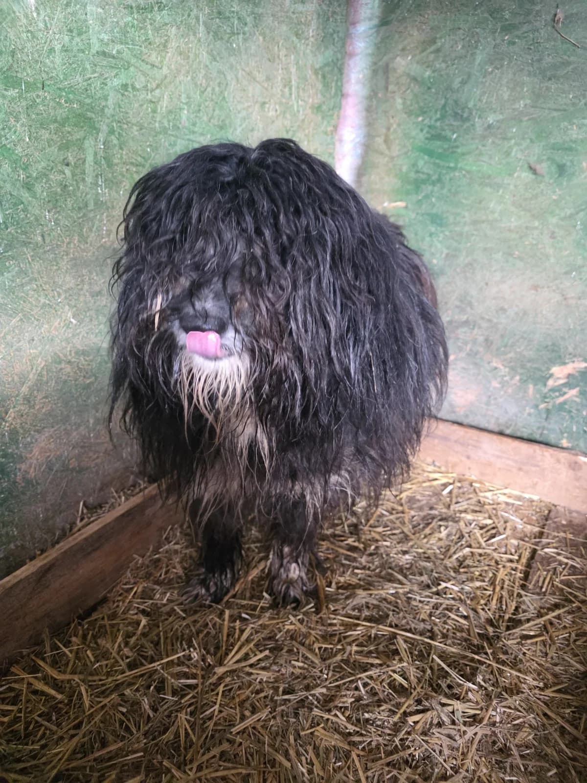 Sir Locke, male senior Mixed Breed for adoption at Hope for Future e.V.