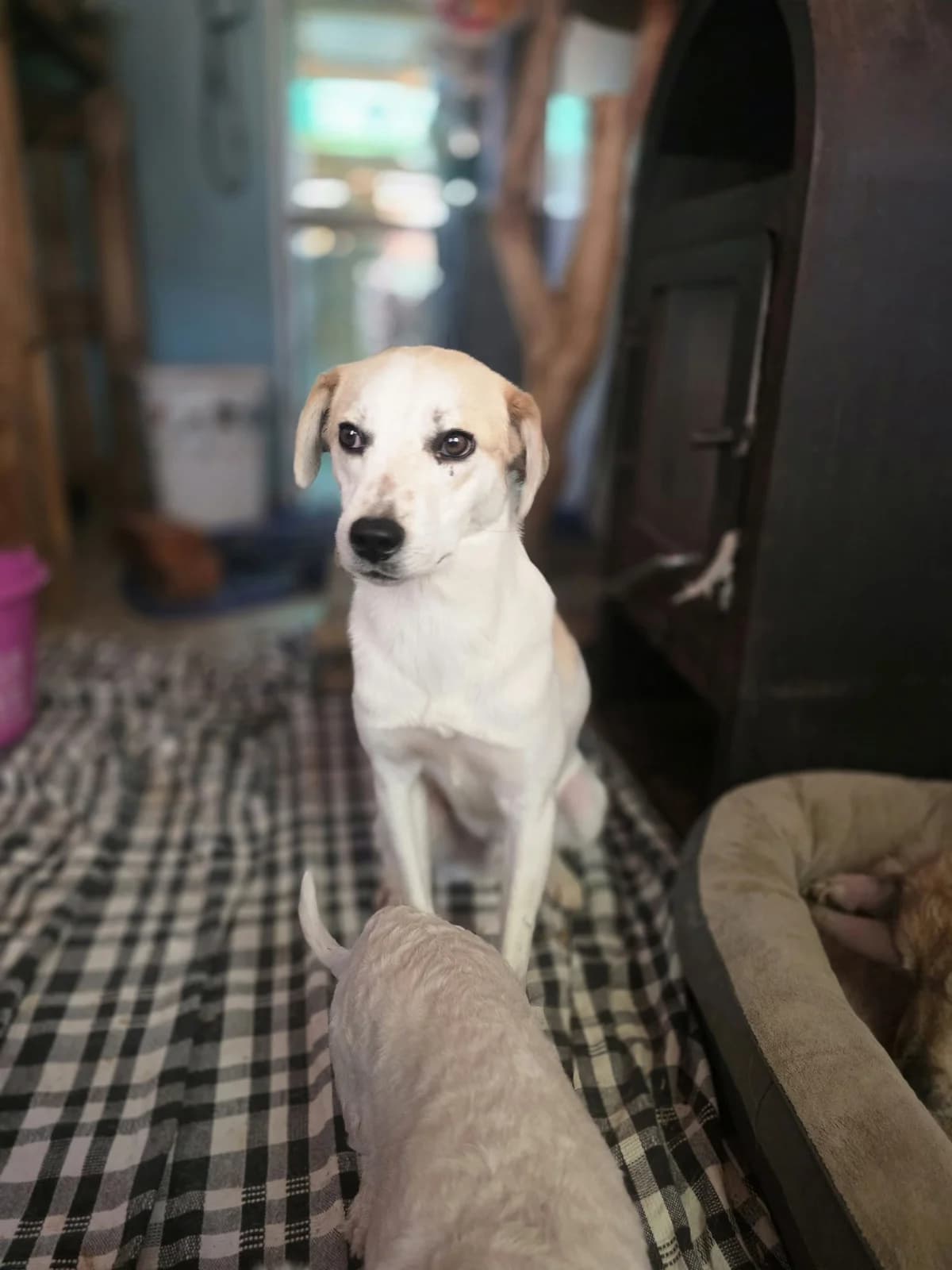 Sony, male young Mixed Breed for adoption at Hope for Future e.V.
