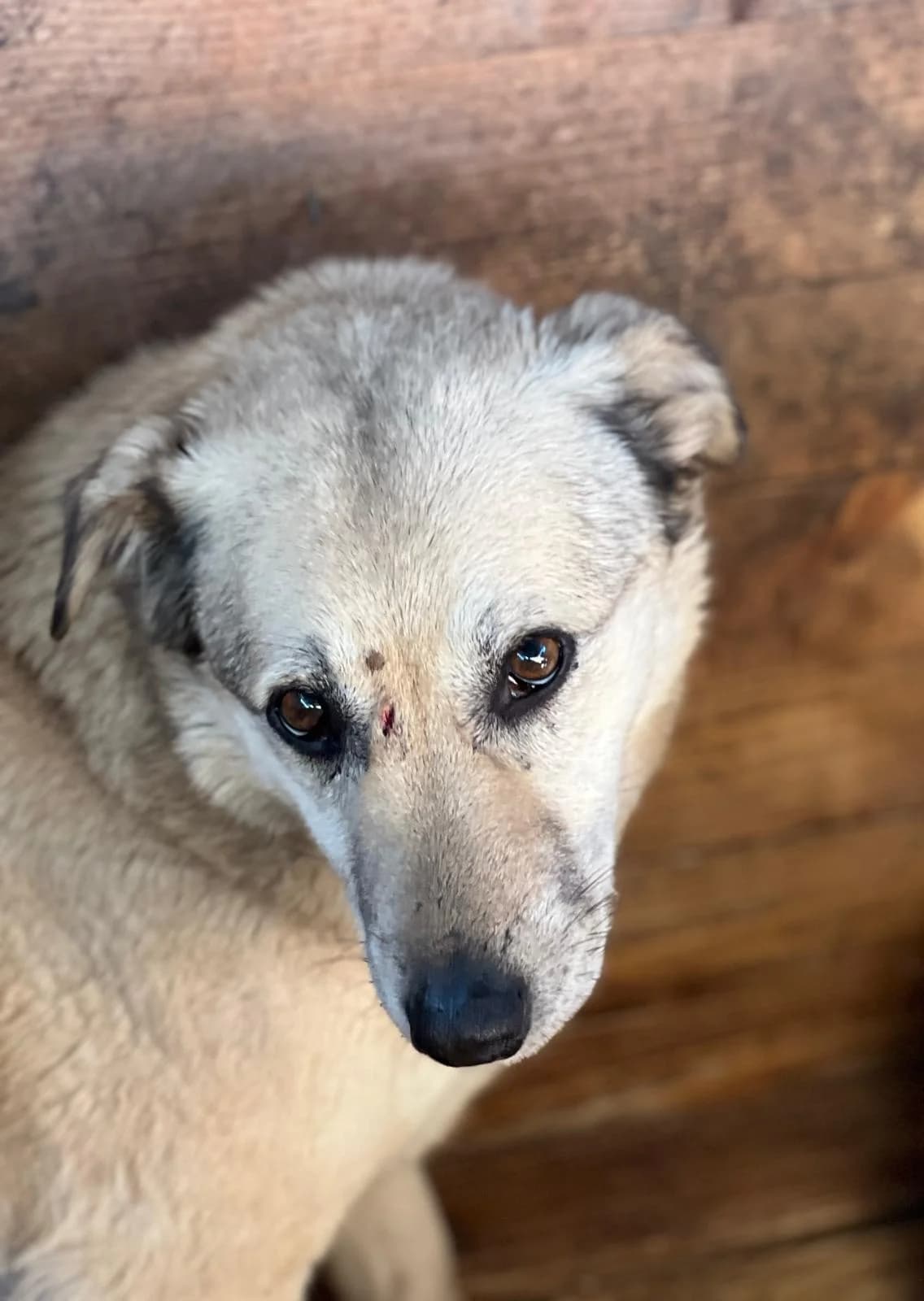 Stulle, male senior Mixed Breed for adoption at Hope for Future e.V.