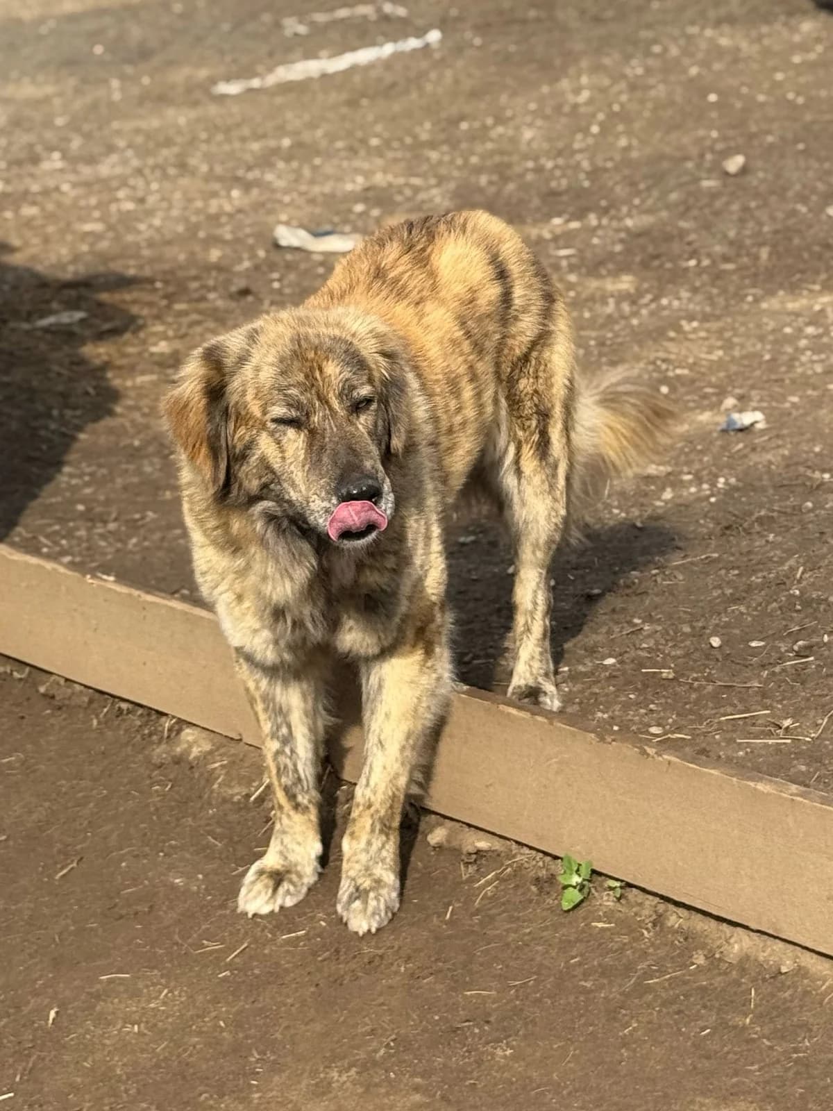 Thea, female 4yo Mixed Breed for adoption at Hope for Future e.V.