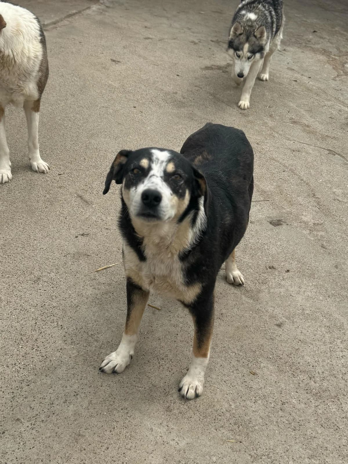 Tick, male 5yo Mixed Breed for adoption at Hope for Future e.V.
