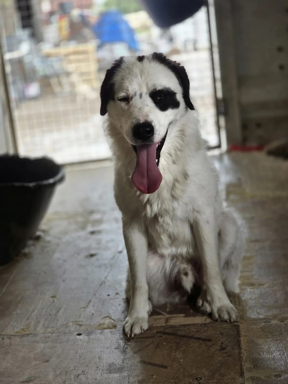 Tobias, male 4yo Mixed Breed for adoption at Hope for Future e.V.