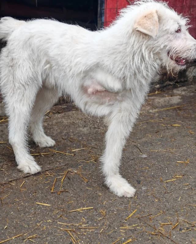 Tonda, male young Mixed Breed for adoption at Hope for Future e.V.