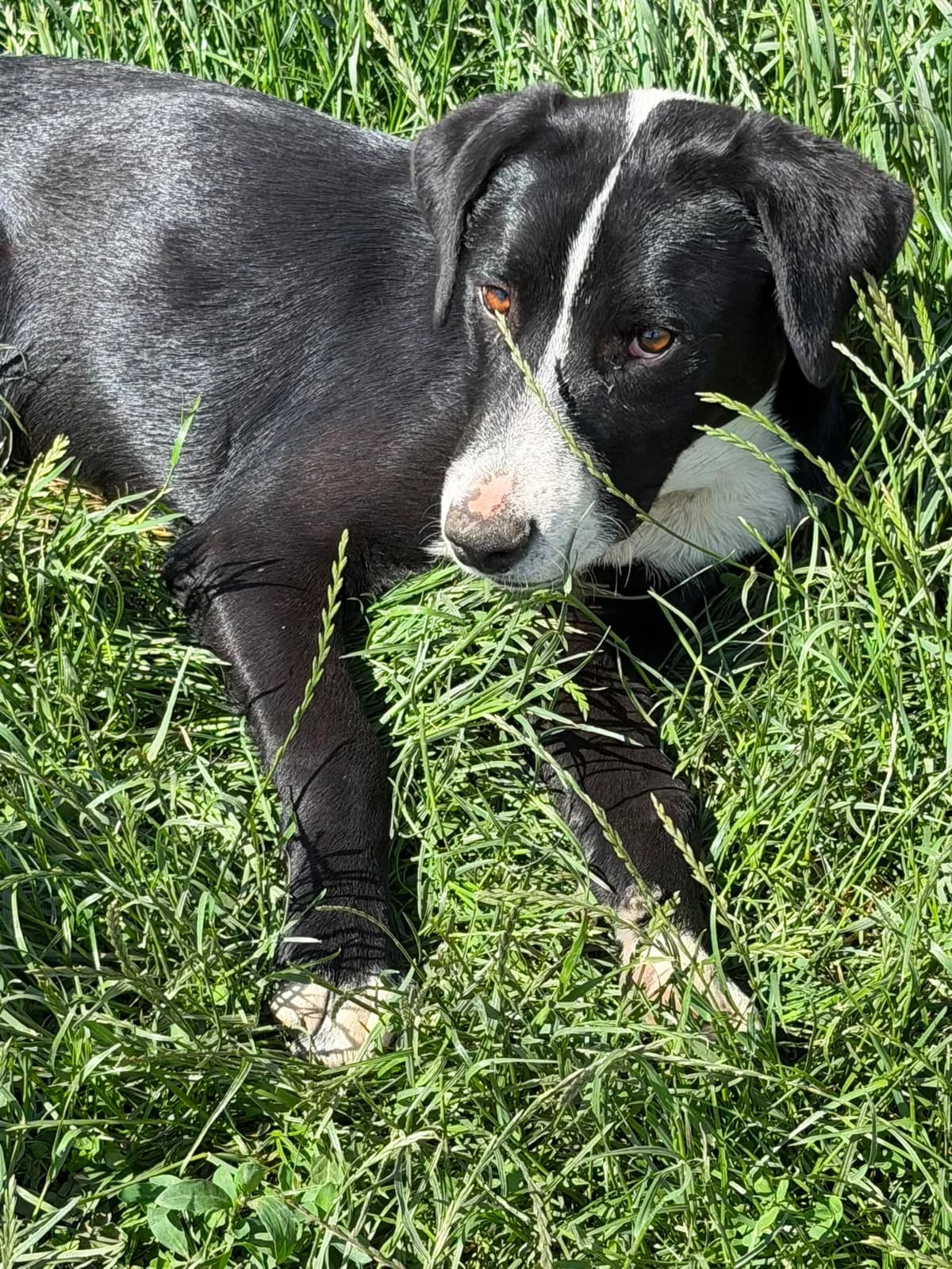 Tresco, male puppy Mixed Breed for adoption at Hope for Future e.V.