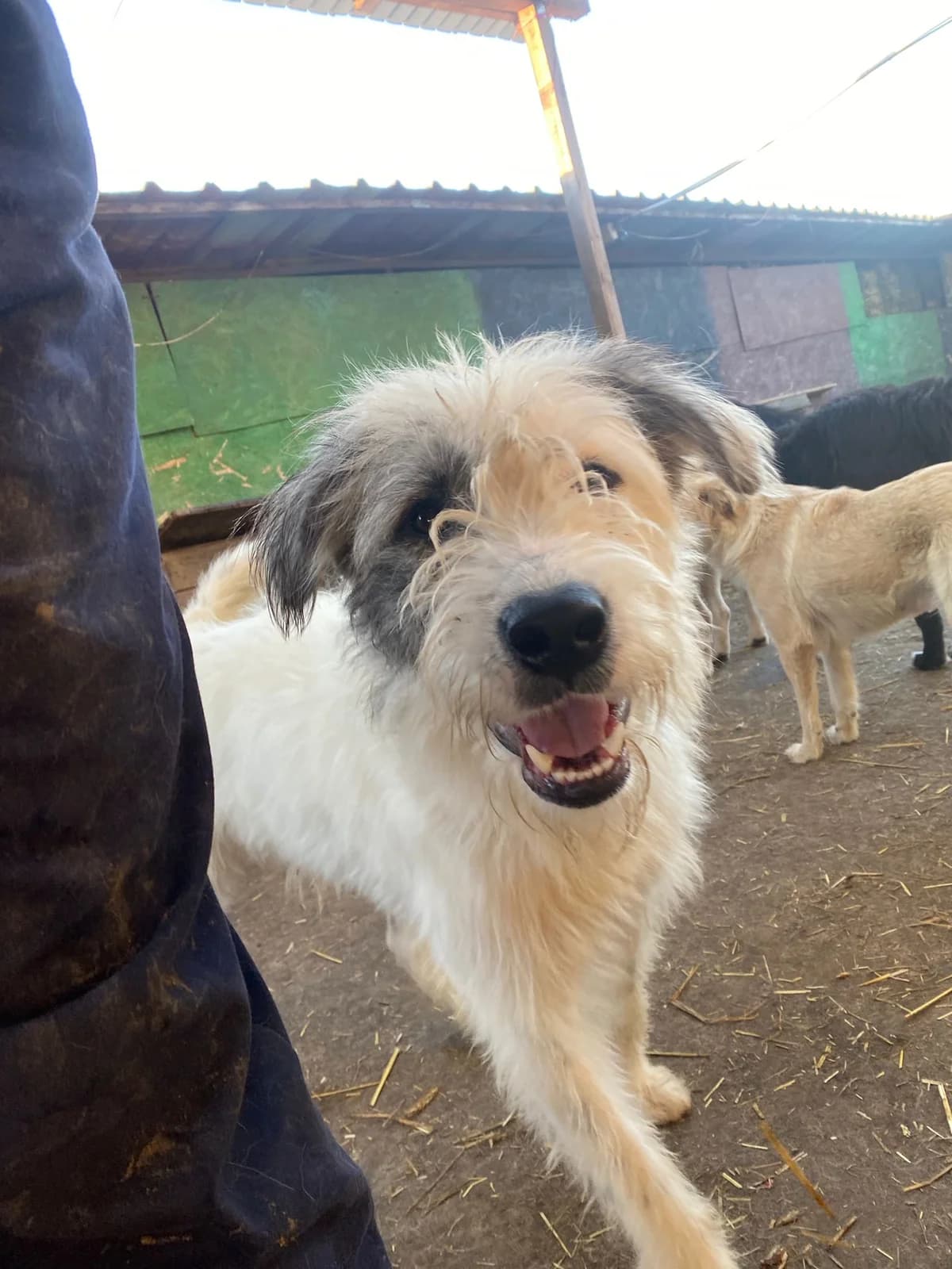 Trick, male 5yo Mixed Breed for adoption at Hope for Future e.V.