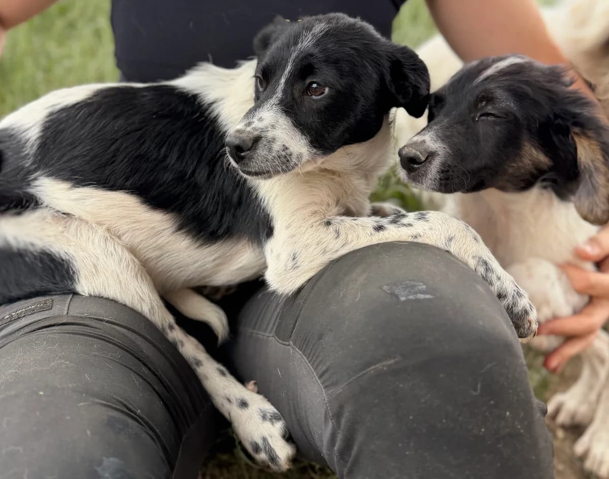 Valera,  puppy Mixed Breed for adoption at Hope for Future e.V.