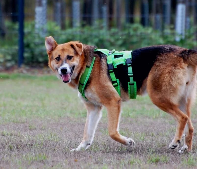Varna, female senior Mixed Breed for adoption at Hope for Future e.V.