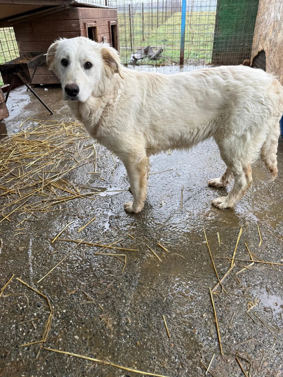 Waska,  puppy Mixed Breed for adoption at Hope for Future e.V.