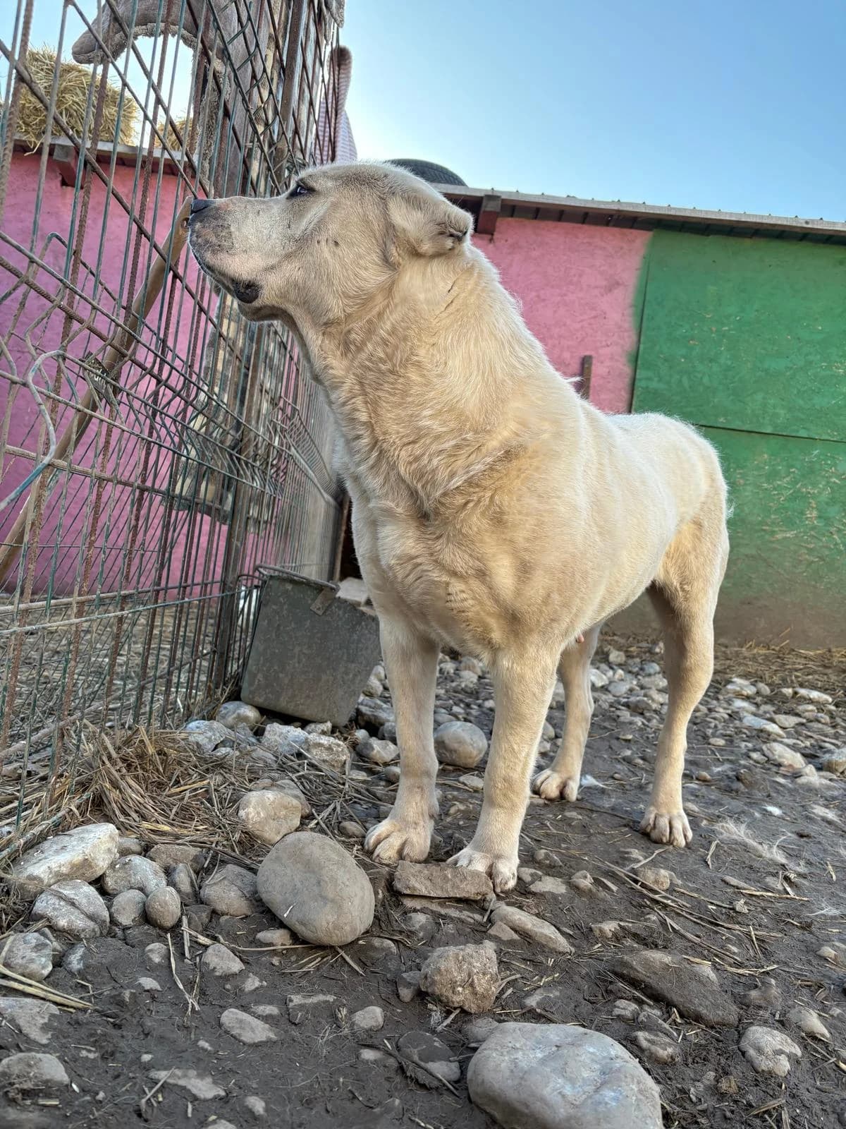 Xena, female 4yo Mixed Breed for adoption at Hope for Future e.V.