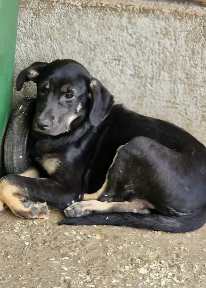 Yara, female puppy Mixed Breed for adoption at Hope for Future e.V.