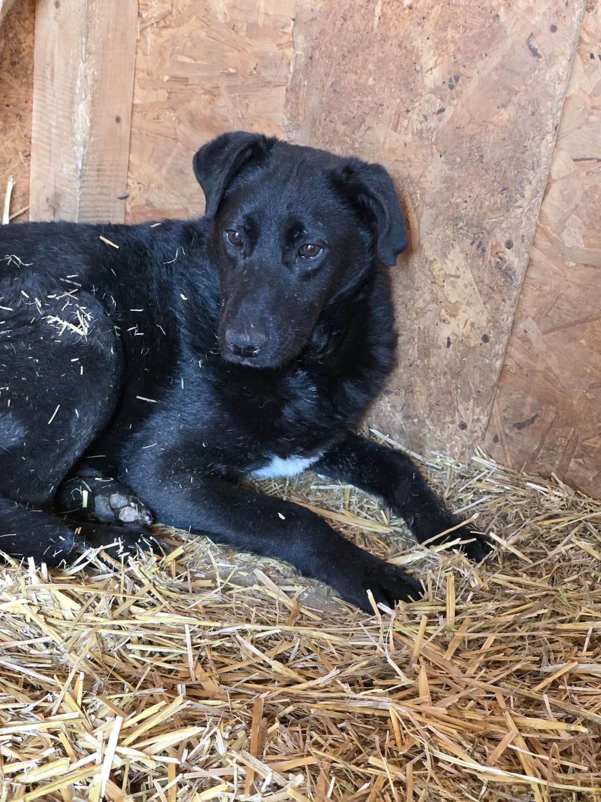 Yoru, male young Mixed Breed for adoption at Hope for Future e.V.