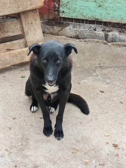 Zoran, male 6yo Mixed Breed for adoption at Hope for Future e.V.
