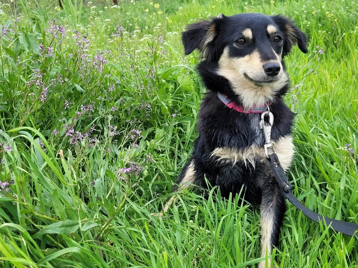 Nelly, female Mixed Breed for adoption at Hope for lost Souls e.V., Kleinostheim