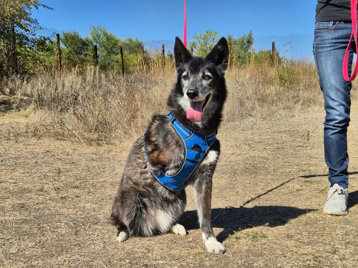 Tammy, female Mixed Breed for adoption at Hope for lost Souls e.V., Kleinostheim