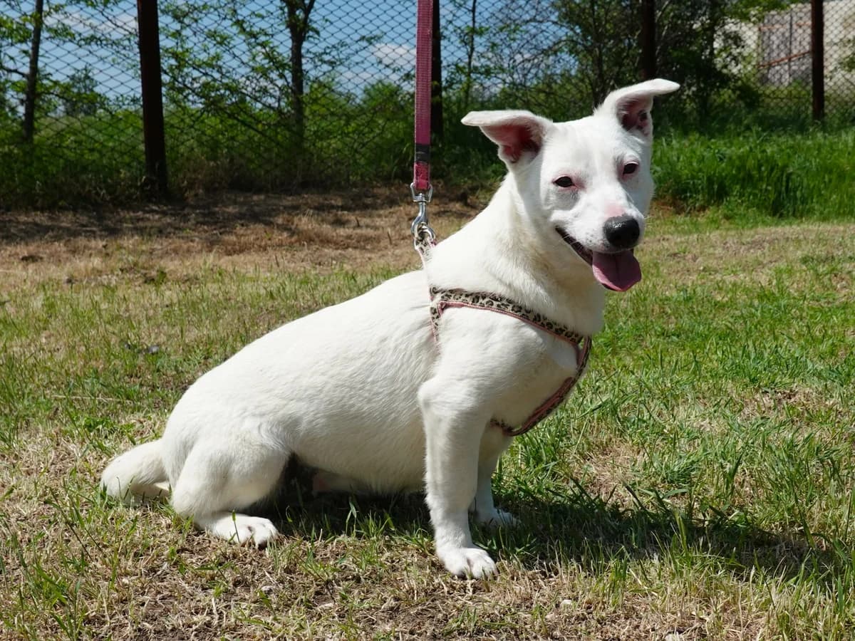 Claire, female Mixed Breed for adoption at Hope for lost Souls e.V., Kleinostheim