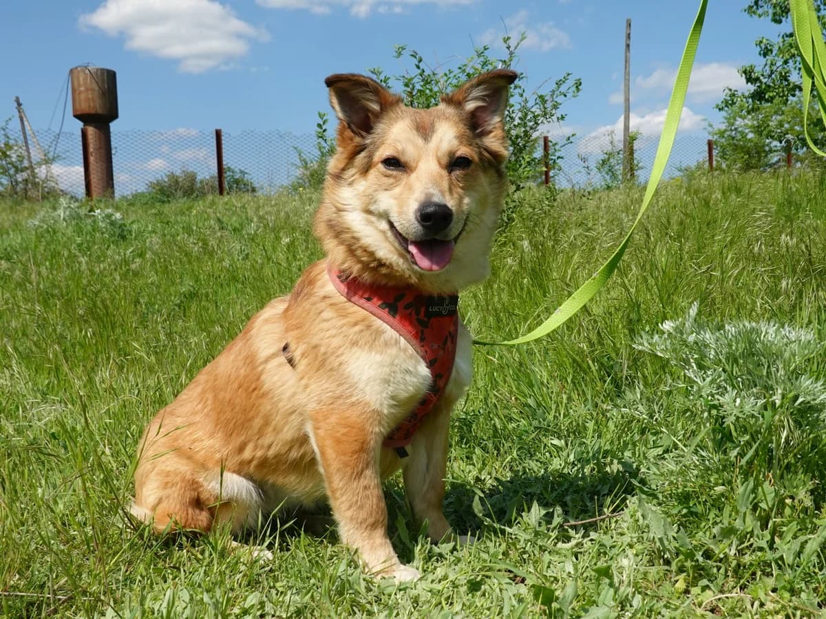 Hazel, female Mixed Breed for adoption at Hope for lost Souls e.V., Kleinostheim