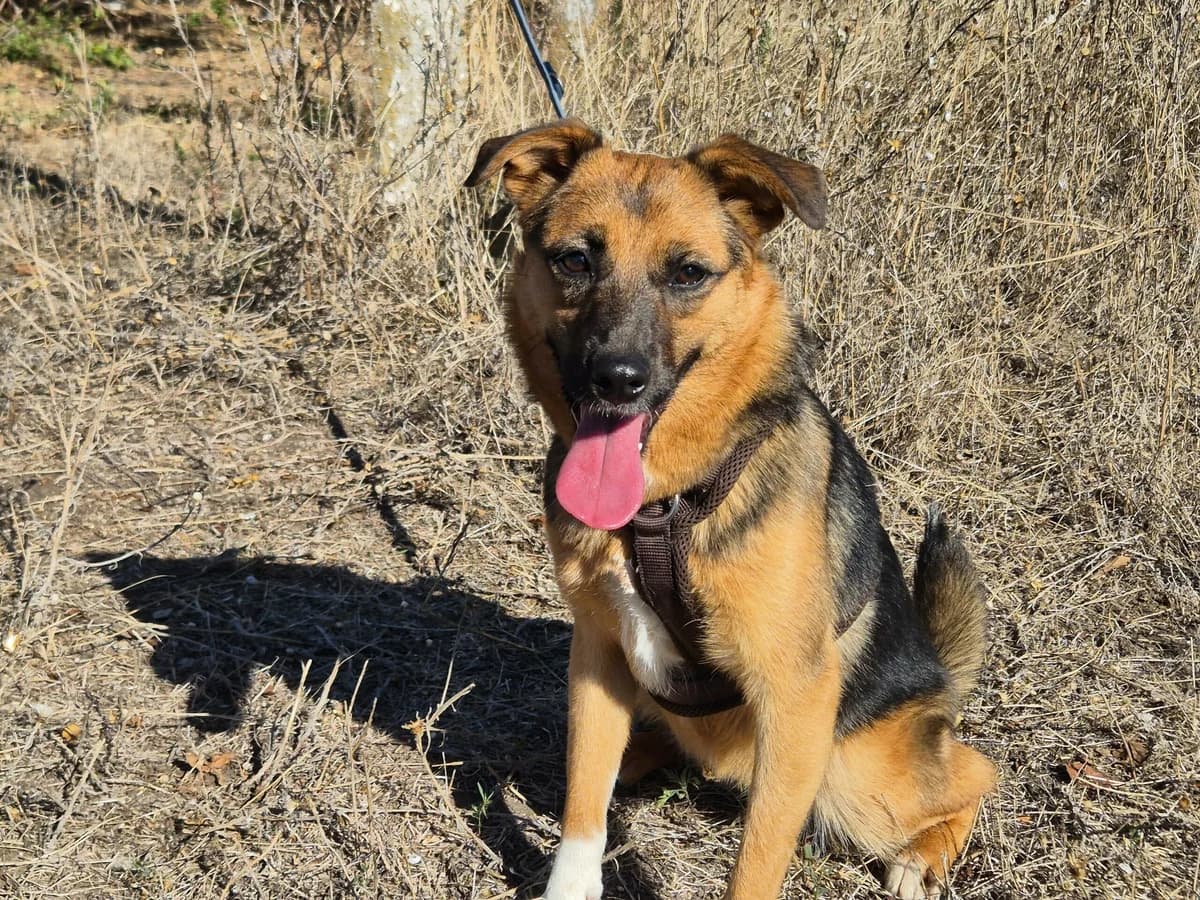 Ruby,  Mixed Breed for adoption at Hope for lost Souls e.V., Kleinostheim