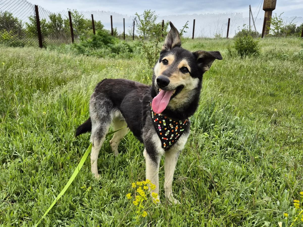 Chappy, male Mixed Breed for adoption at Hope for lost Souls e.V., Kleinostheim