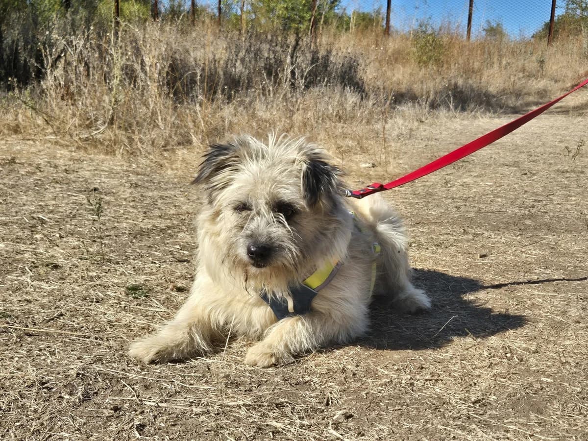 Clark,  Mixed Breed for adoption at Hope for lost Souls e.V., Kleinostheim