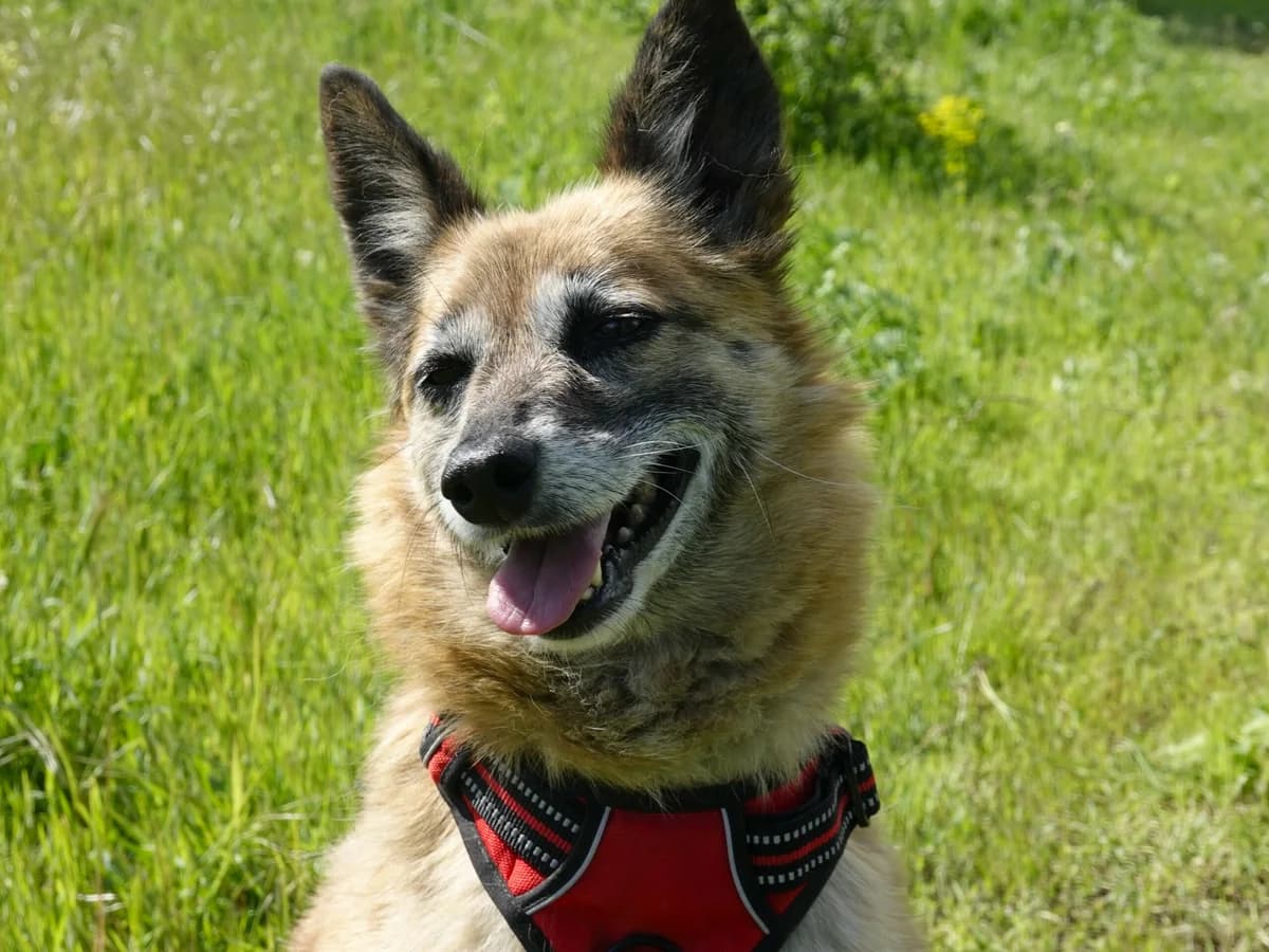 Arisha, female Mixed Breed for adoption at Hope for lost Souls e.V., Kleinostheim