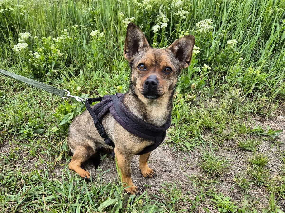 Gina, female Mixed Breed for adoption at Hope for lost Souls e.V., Kleinostheim