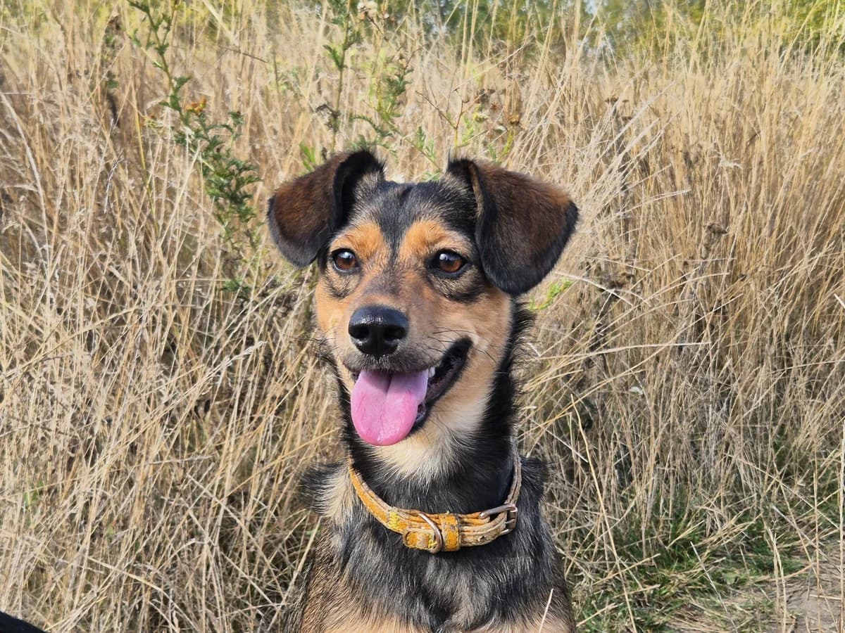 Charly,  Mixed Breed for adoption at Hope for lost Souls e.V., Kleinostheim