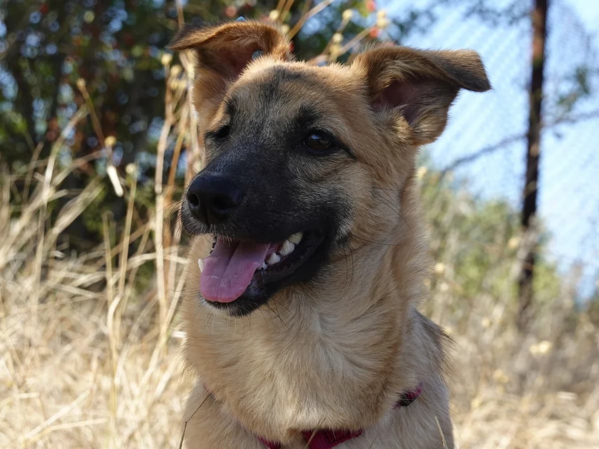 Candy, female Mixed Breed for adoption at Hope for lost Souls e.V., Kleinostheim