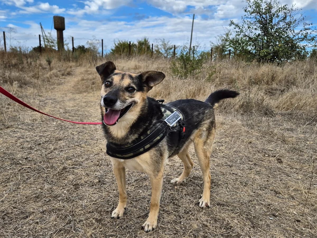 Terry, male Mixed Breed for adoption at Hope for lost Souls e.V., Kleinostheim
