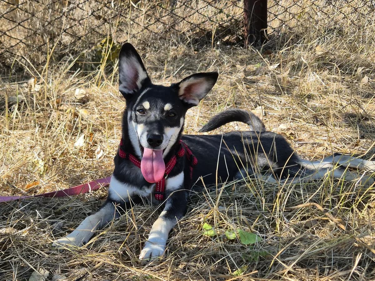 Anouk,  Mixed Breed for adoption at Hope for lost Souls e.V., Kleinostheim