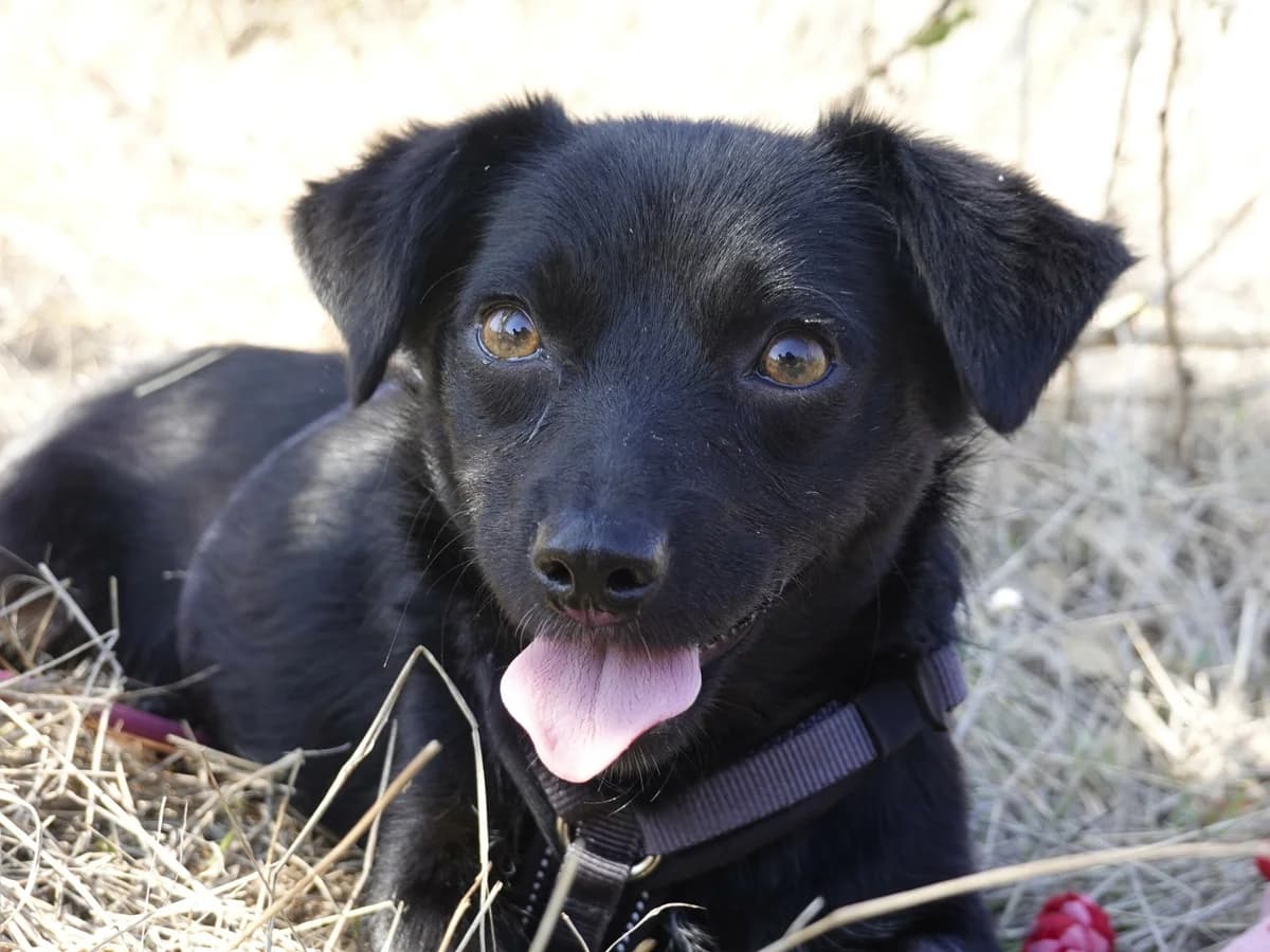Nisha, female Mixed Breed for adoption at Hope for lost Souls e.V., Kleinostheim