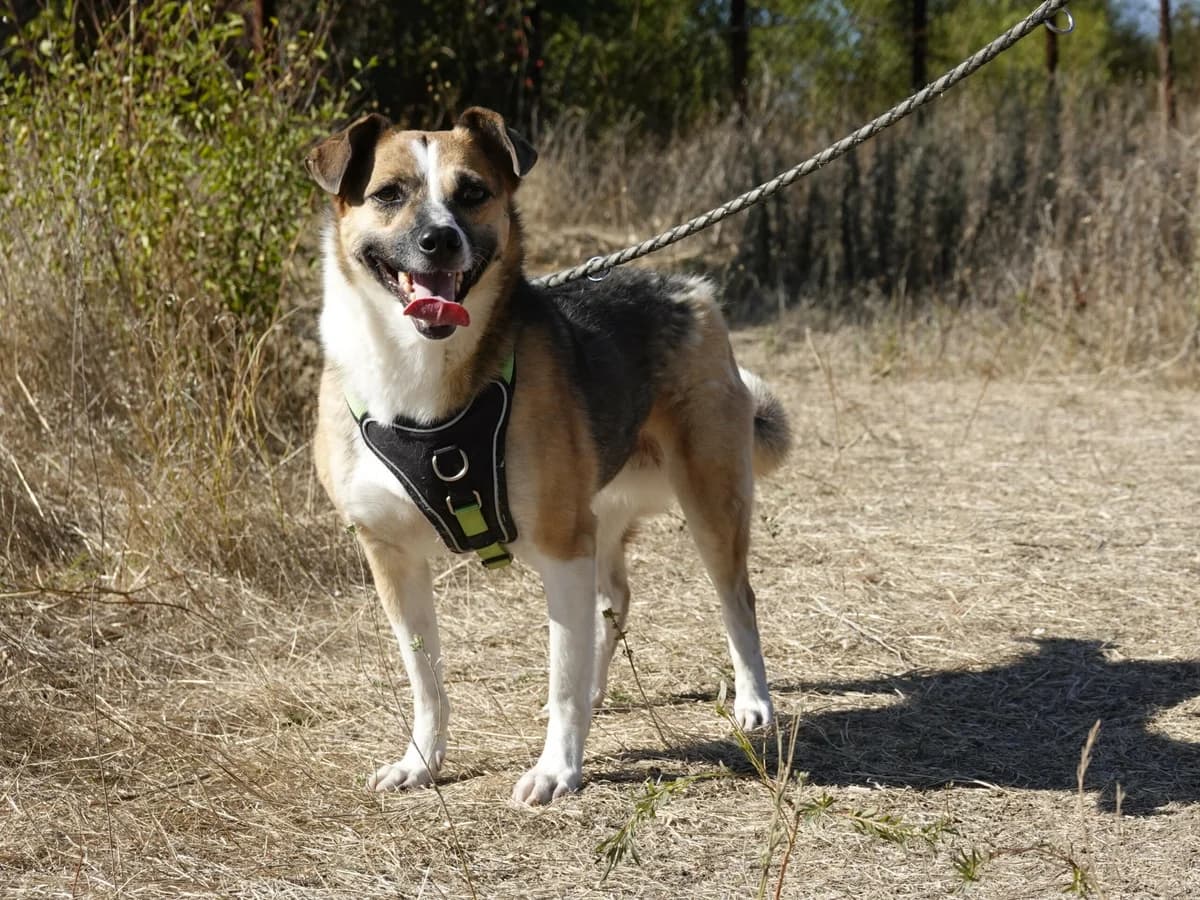 Polly, gold female Mixed Breed for adoption at Hope for lost Souls e.V., Kleinostheim