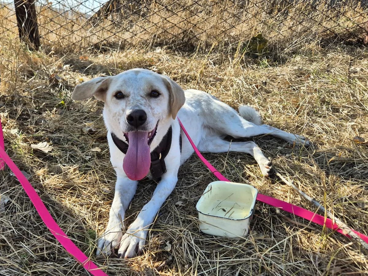 Bailey, female Mixed Breed for adoption at Hope for lost Souls e.V., Kleinostheim