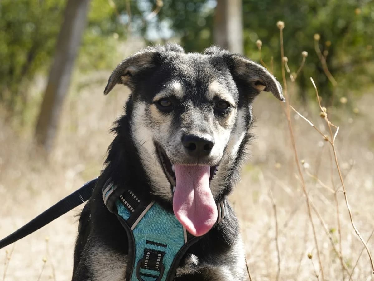 Vince, male Mixed Breed for adoption at Hope for lost Souls e.V., Kleinostheim