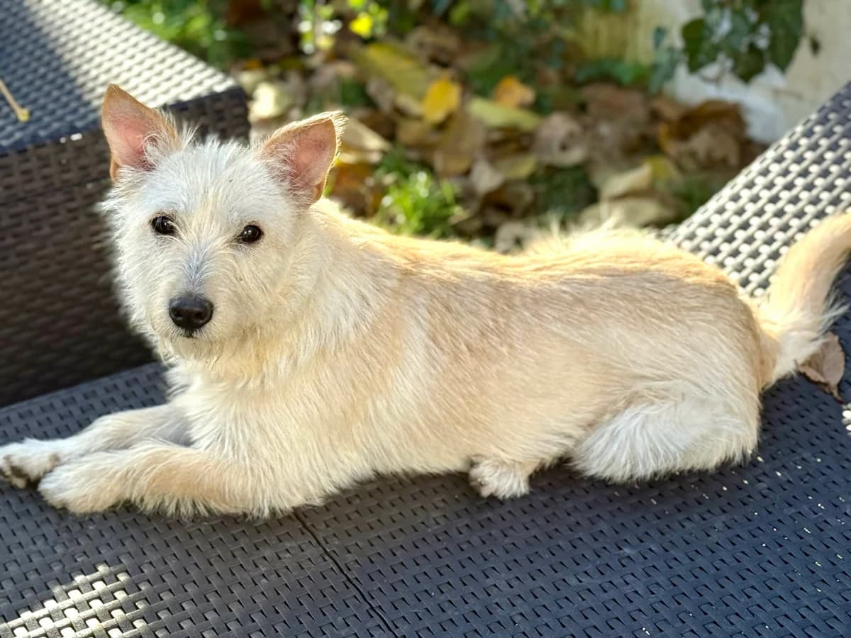 Benno, male Mixed Breed for adoption at Hope for lost Souls e.V., Kleinostheim
