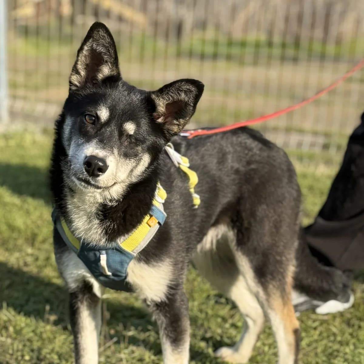 Alexa, female puppy Mixed Breed for adoption at Hope for lost Souls e.V., Kleinostheim
