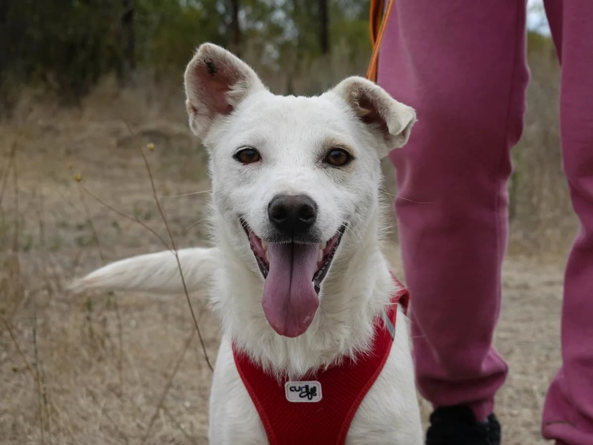 Benji, male Mixed Breed for adoption at Hope for lost Souls e.V., Kleinostheim