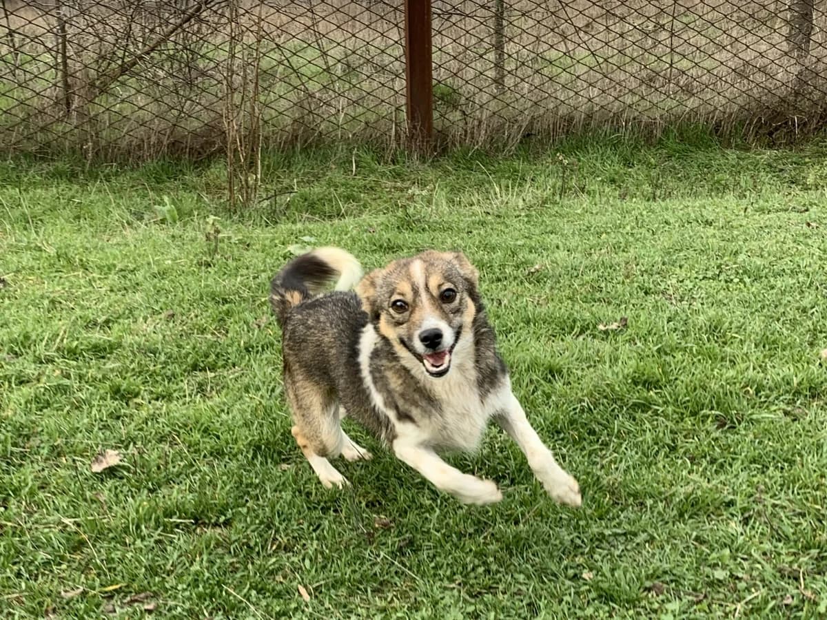 Feli, female Mixed Breed for adoption at Hope for lost Souls e.V., Kleinostheim
