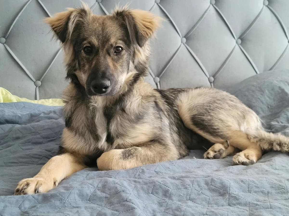 Suki, female Mixed Breed for adoption at Hope for lost Souls e.V., Kleinostheim