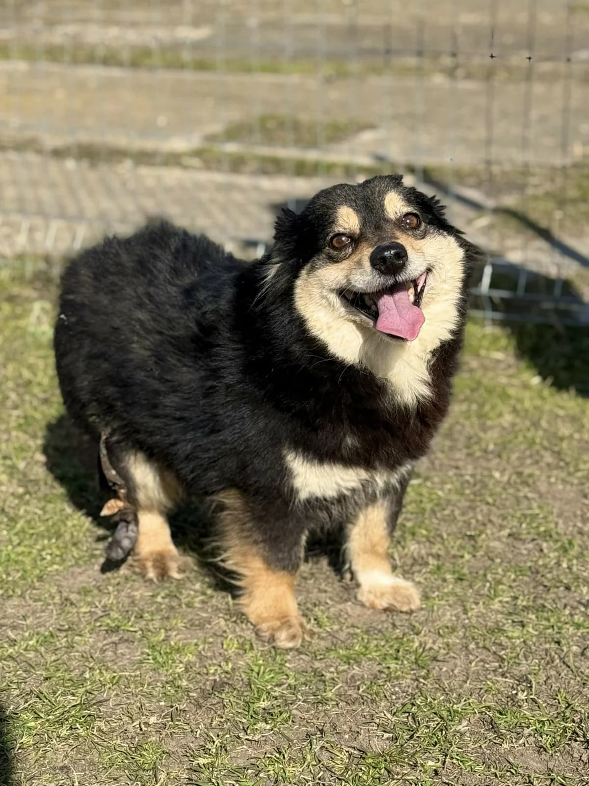 Maggie, female Mixed Breed for adoption at Hope for lost Souls e.V., Kleinostheim