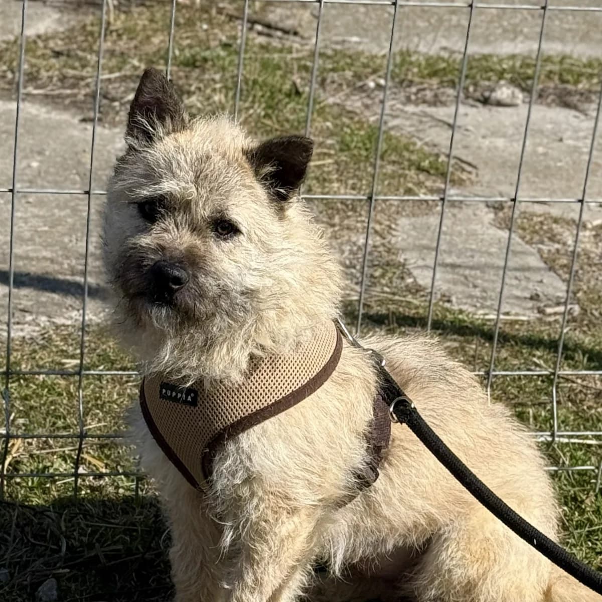 Jeannie, female Mixed Breed for adoption at Hope for lost Souls e.V., Kleinostheim