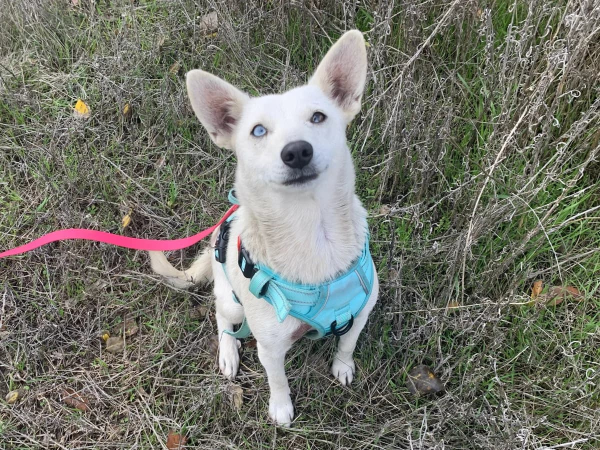 Bianca, female puppy Mixed Breed for adoption at Hope for lost Souls e.V., Kleinostheim