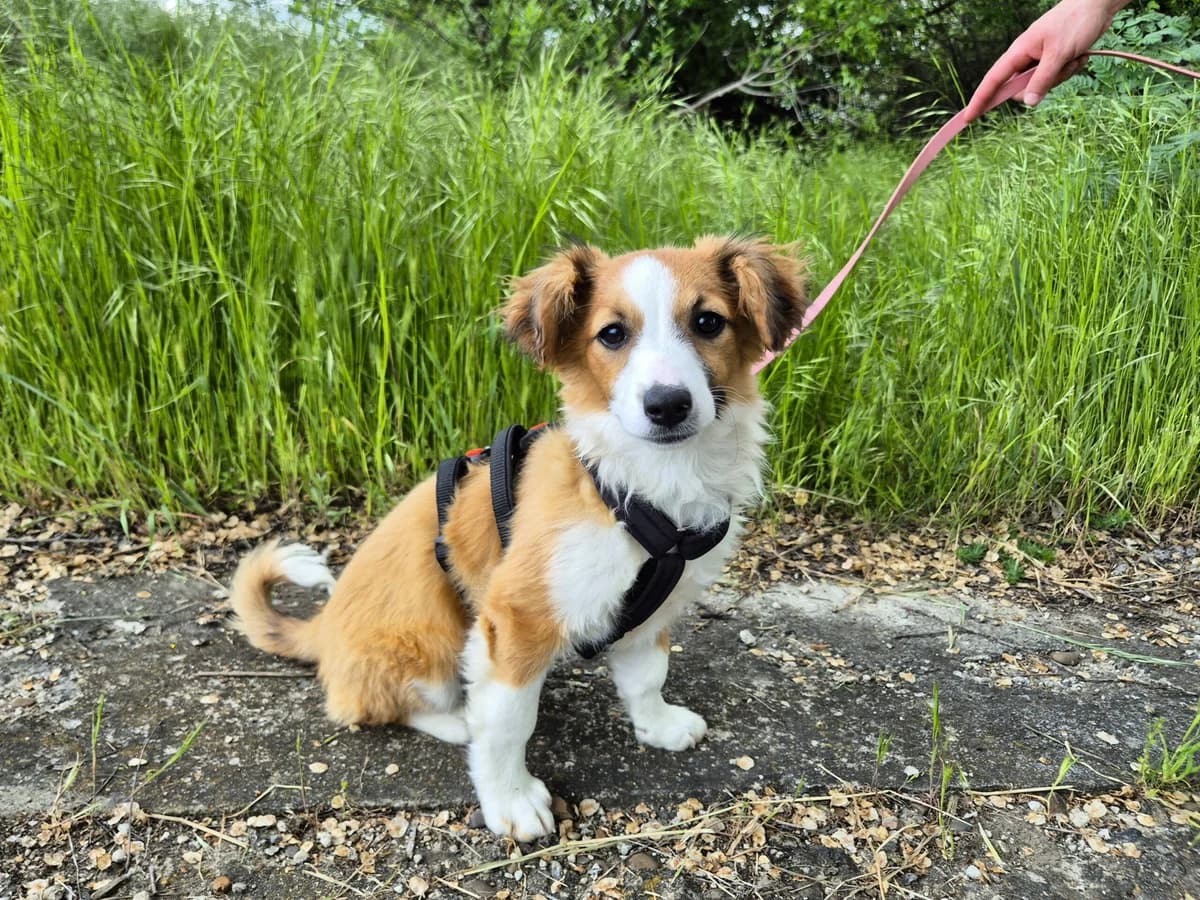 Joy, female puppy Mixed Breed for adoption at Hope for lost Souls e.V., Kleinostheim