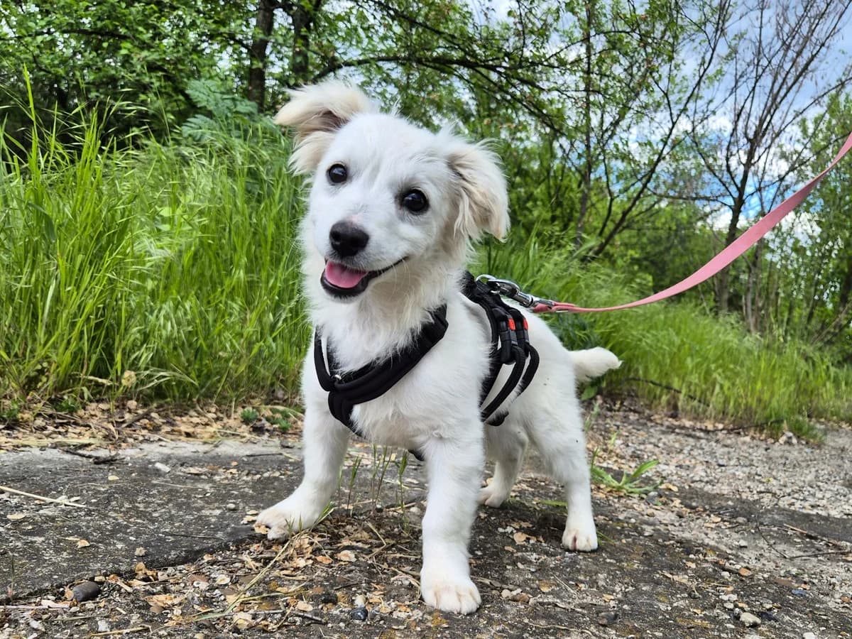 Ray,  puppy Mixed Breed for adoption at Hope for lost Souls e.V., Kleinostheim