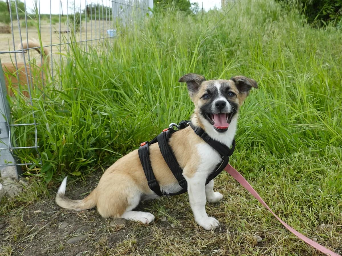 Jette, female puppy Mixed Breed for adoption at Hope for lost Souls e.V., Kleinostheim