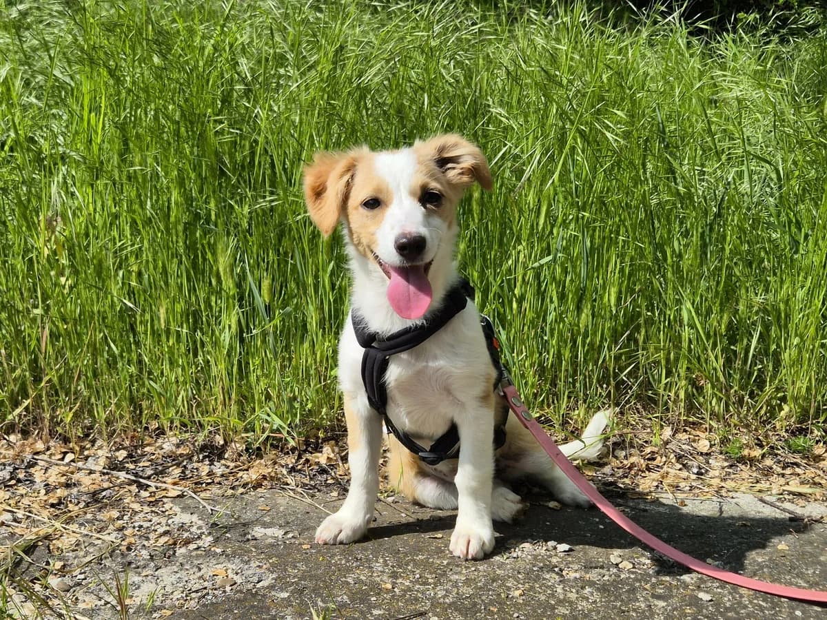 Laura, female puppy Mixed Breed for adoption at Hope for lost Souls e.V., Kleinostheim