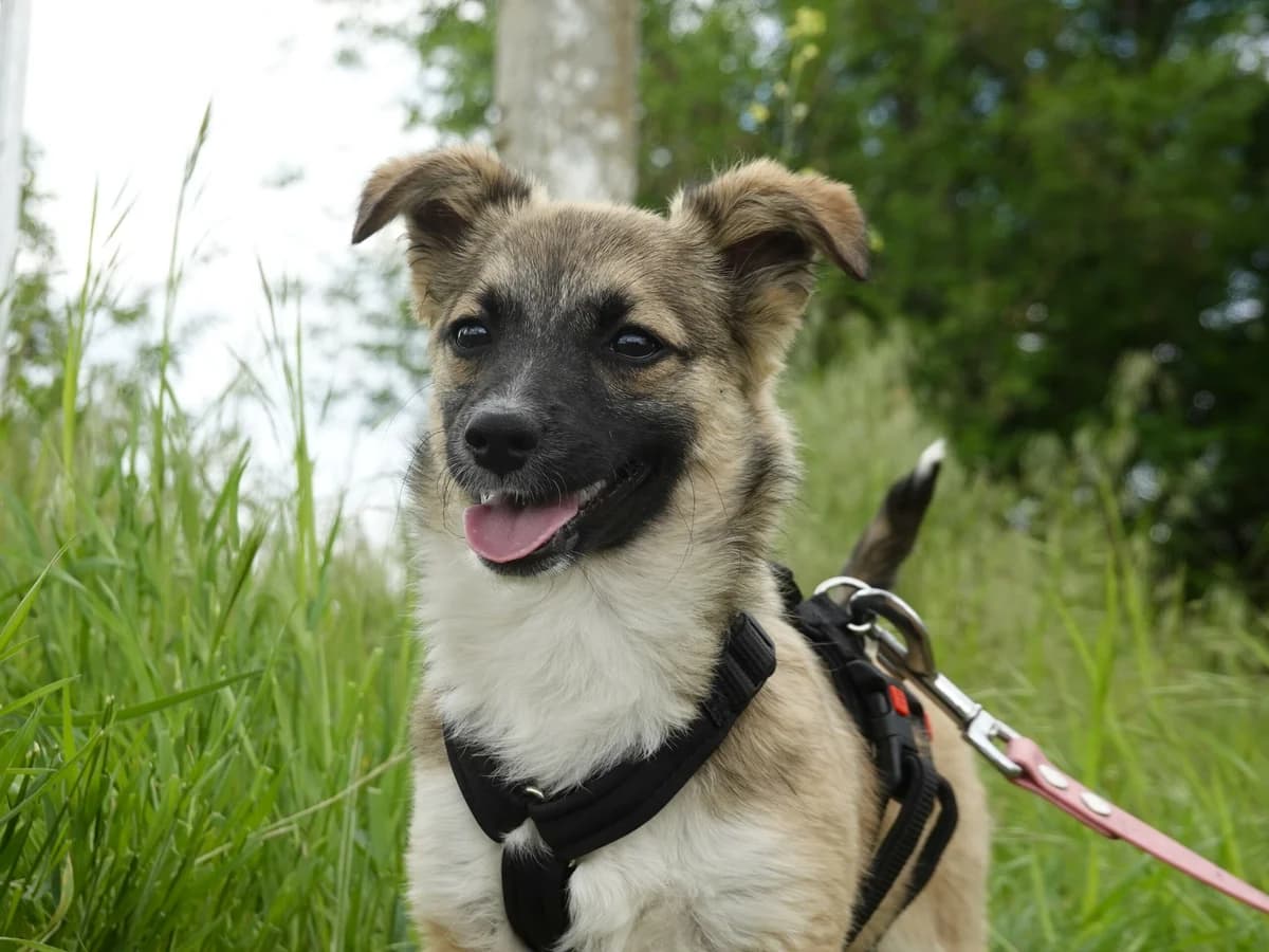 Kira, female puppy Mixed Breed for adoption at Hope for lost Souls e.V., Kleinostheim