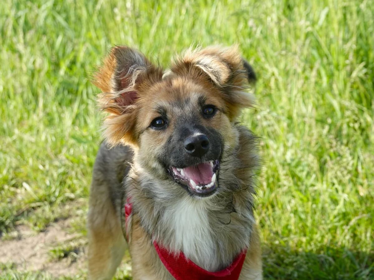 July, female Mixed Breed for adoption at Hope for lost Souls e.V., Kleinostheim