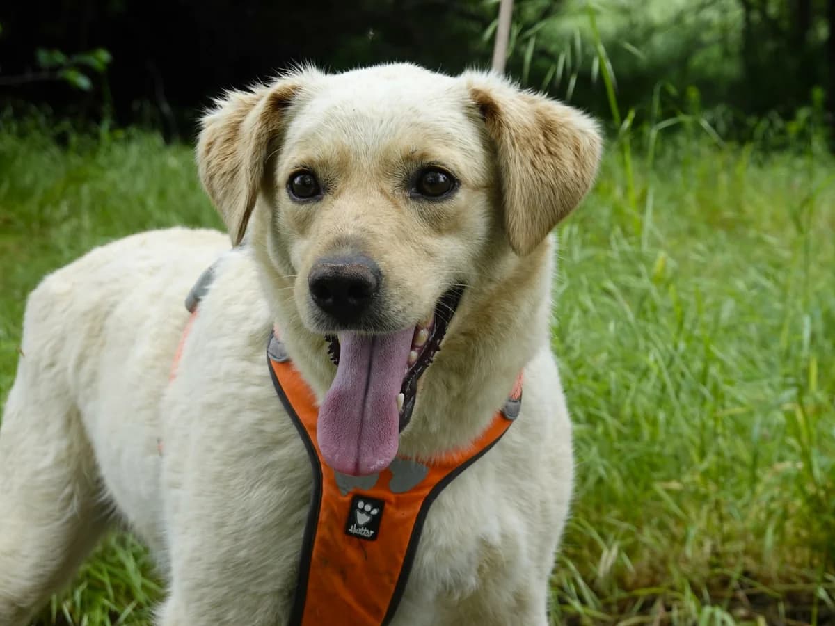Sam,  Mixed Breed for adoption at Hope for lost Souls e.V., Kleinostheim