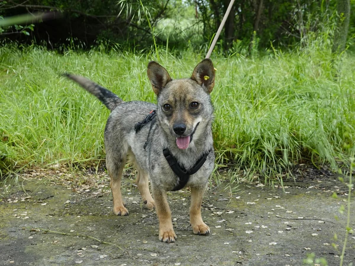 Kiki, female Mixed Breed for adoption at Hope for lost Souls e.V., Kleinostheim
