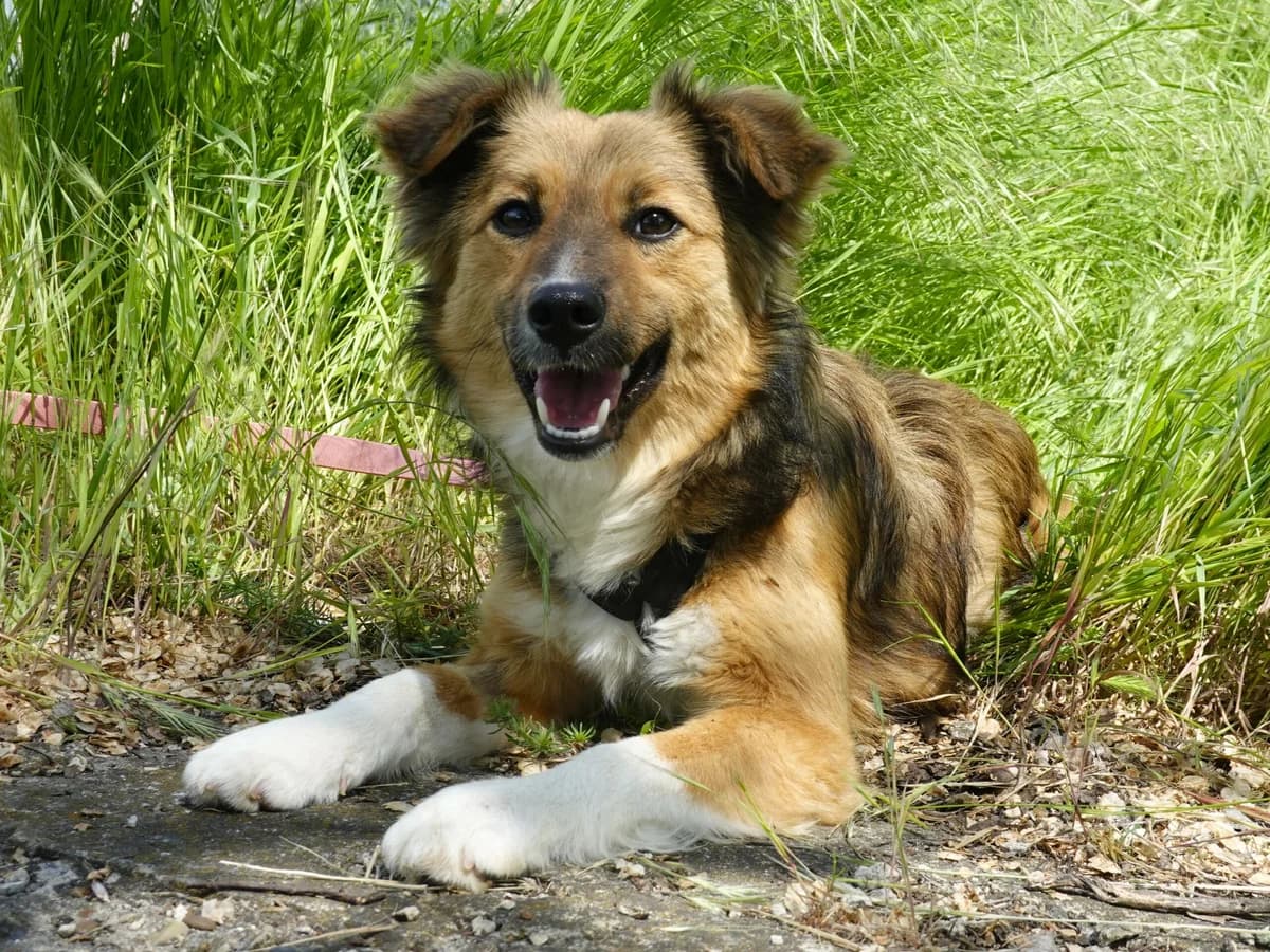 Nika, female Mixed Breed for adoption at Hope for lost Souls e.V., Kleinostheim